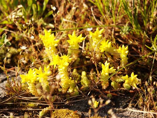 Foto Fascinantele floricele (c) Petru Goja